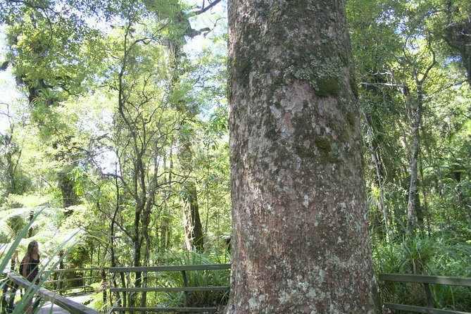 Giant Kauries and Glowworms’s Cave – the Bay of Islands Tour Private Tour